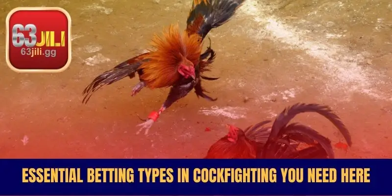 Essential Betting Types in Cockfighting You Need Here